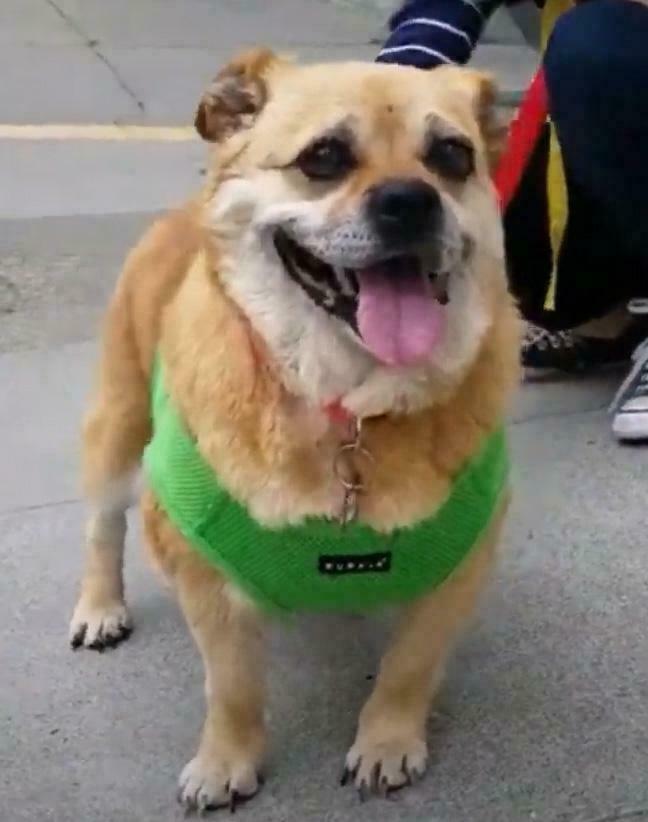 Porgi