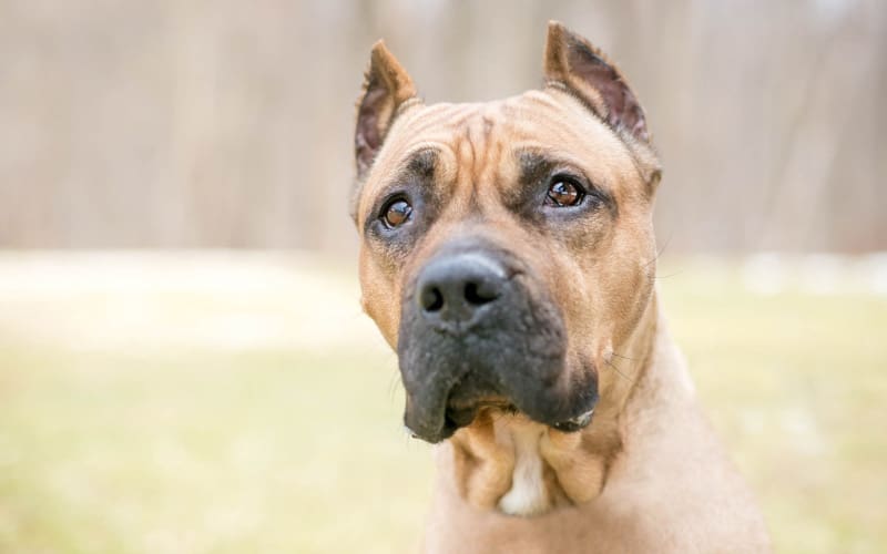 Presa Canario Rescue