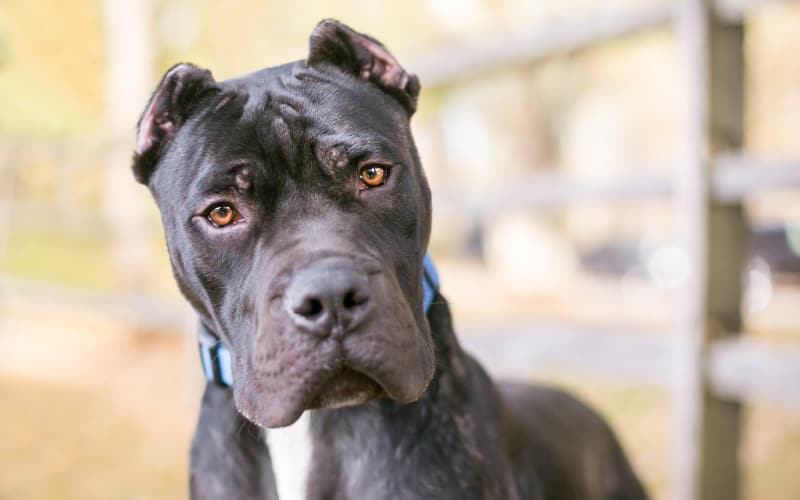Presa Canario