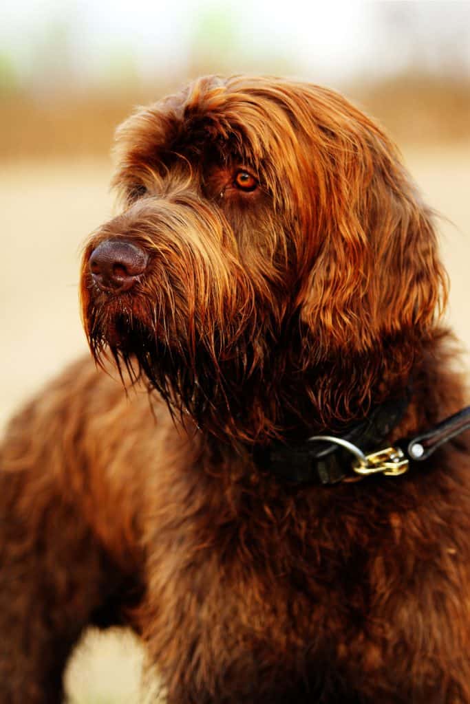 Pudelpointer Dog Breed
