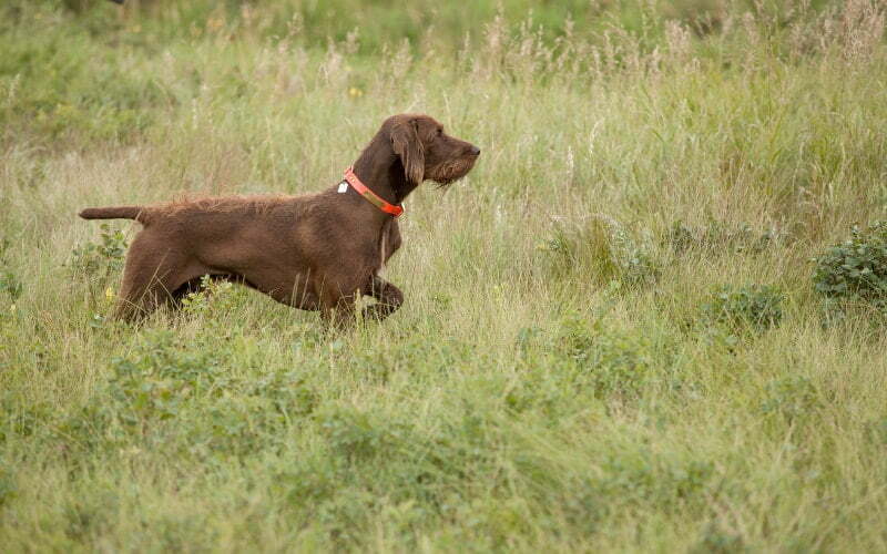 Pudelpointer Hunting