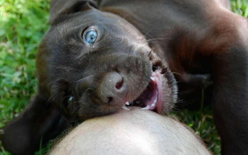 Pudelpointer Puppy