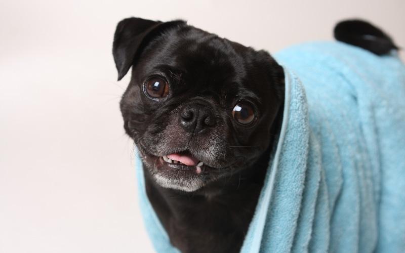 Pug Bath