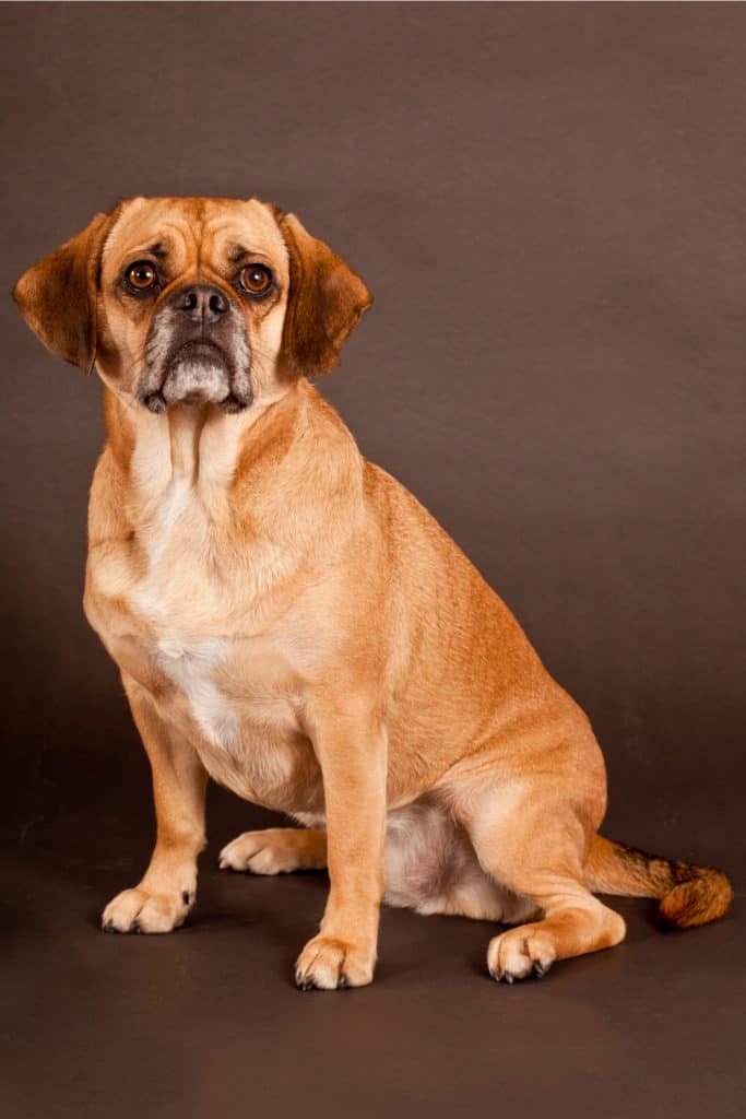 Pug Beagle Mix