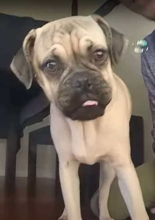 Pug Boxer Mix