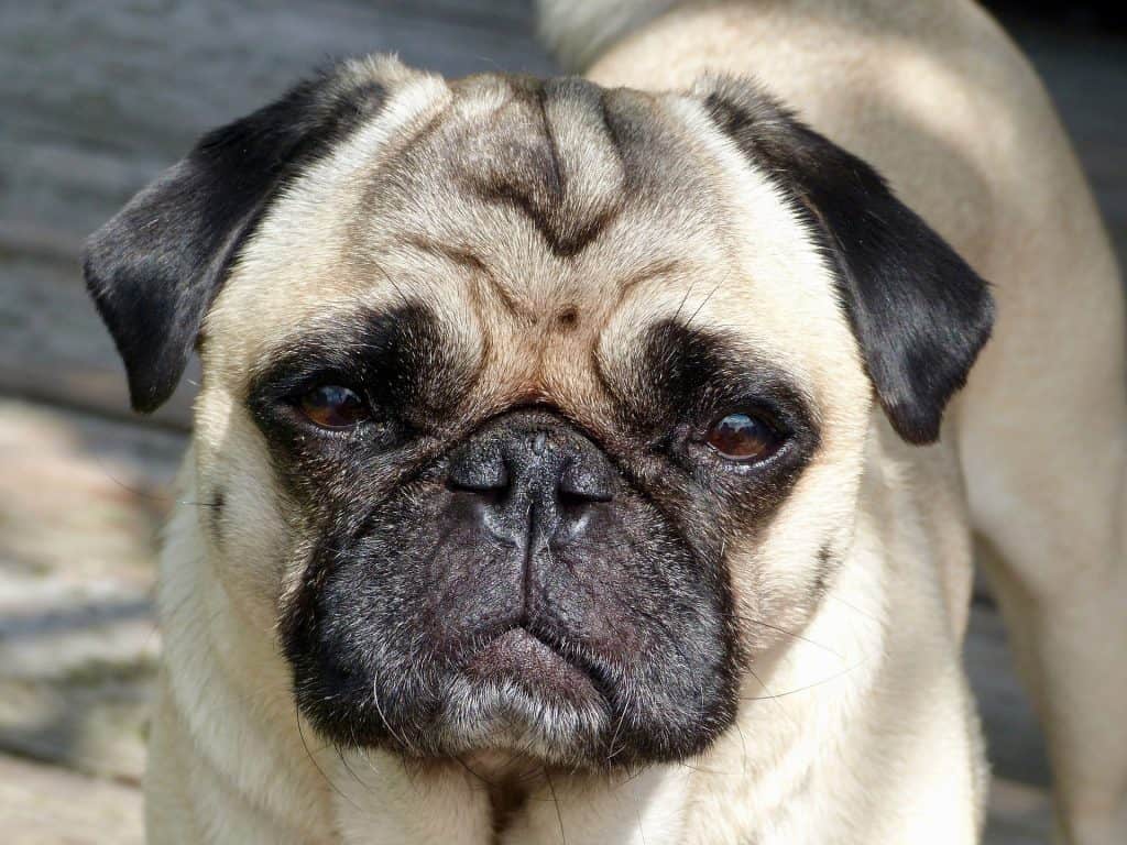 Pug Button Ear