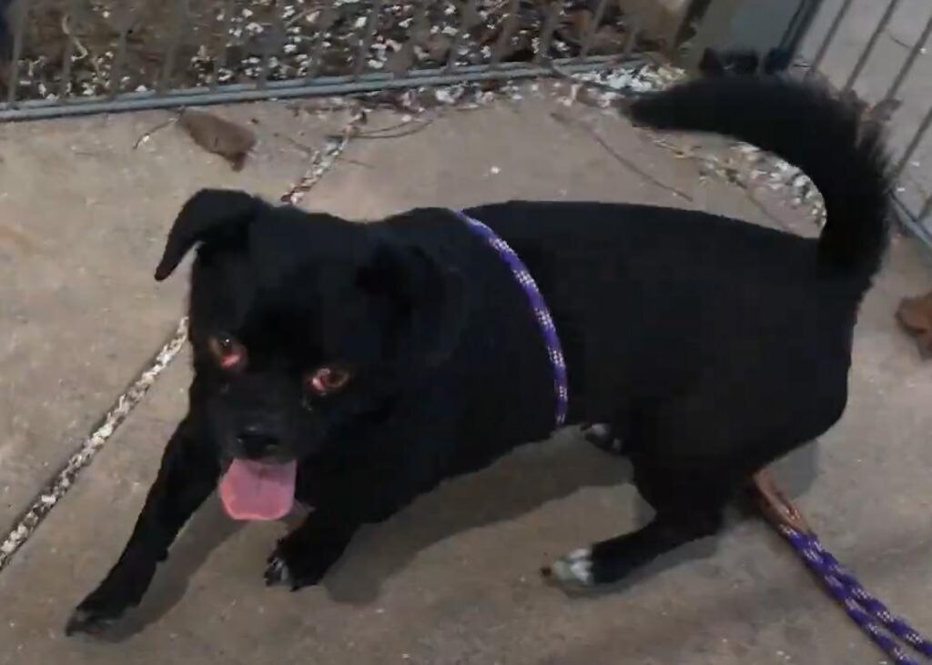 Pug Corgi Mix