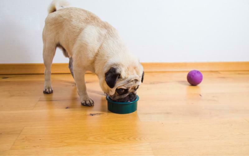Pug Dog Eating