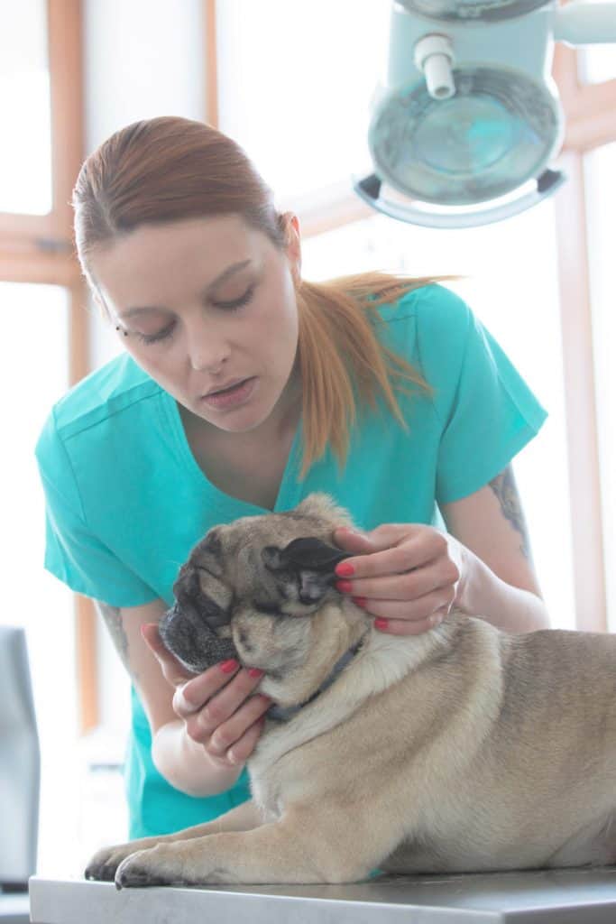 Pug Ear Infections