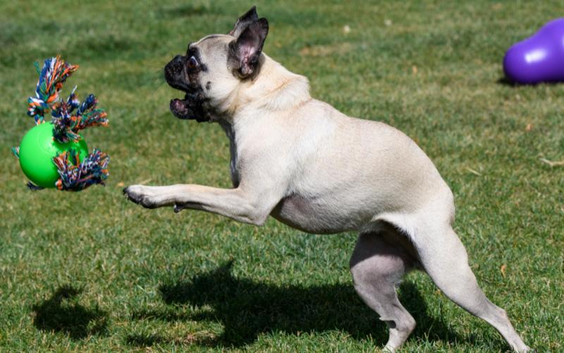 Pug Playing Fetch