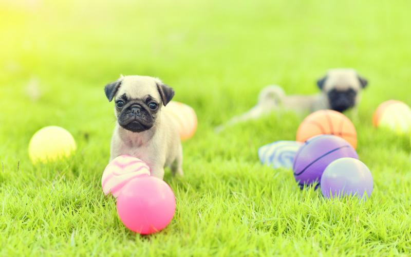 Pug Puppies Playing