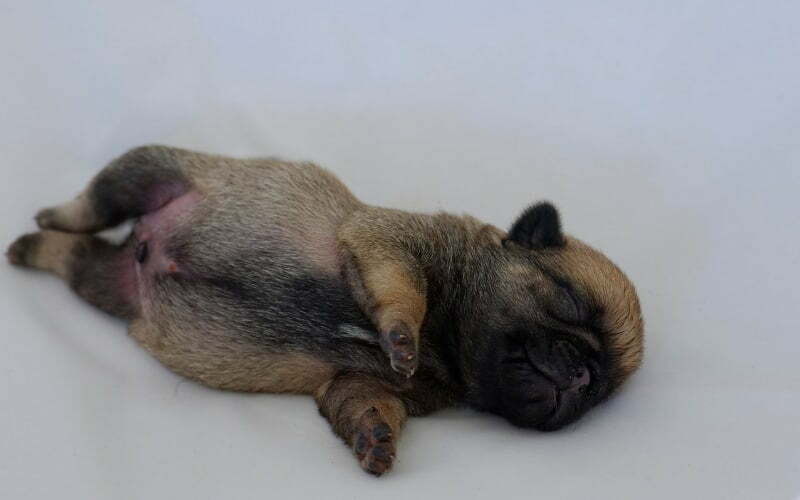 Pug Puppy