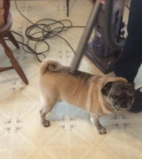Pug Shed