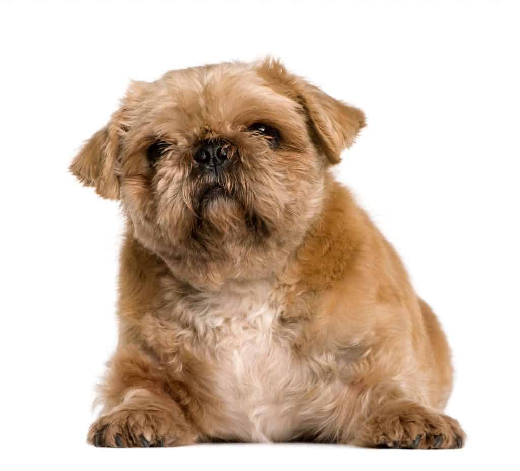 Pug Shih-Tzu Mix