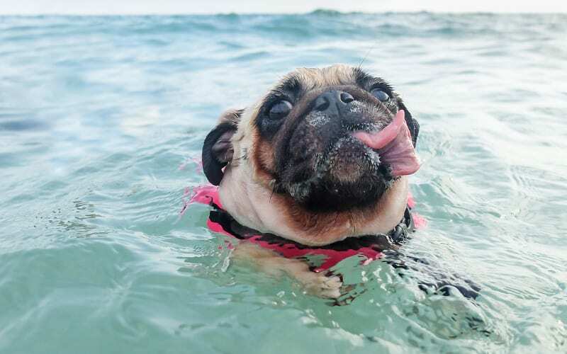 Pug Swim