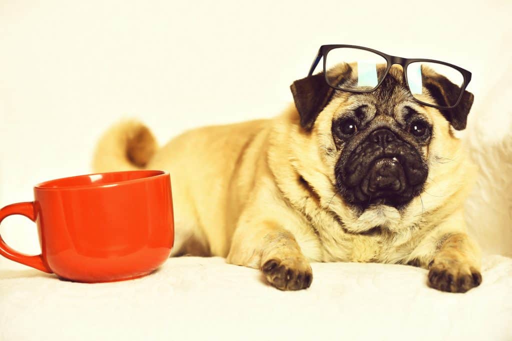 Pug With A Coffee Cup