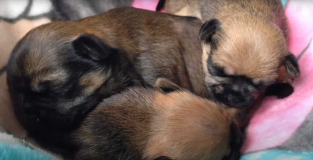 Pug Yorkie Mix Puppies