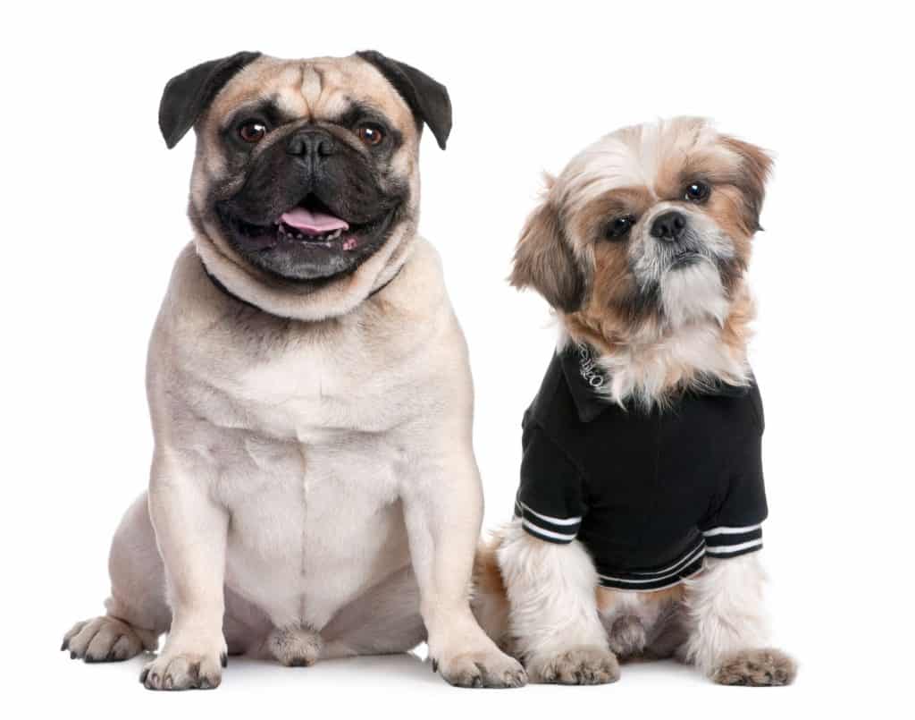 Pug And Shih-Tzu