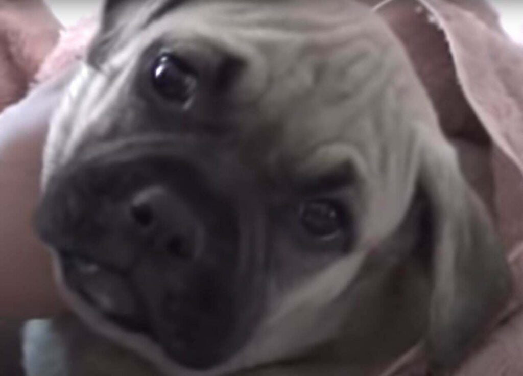 Pugabull