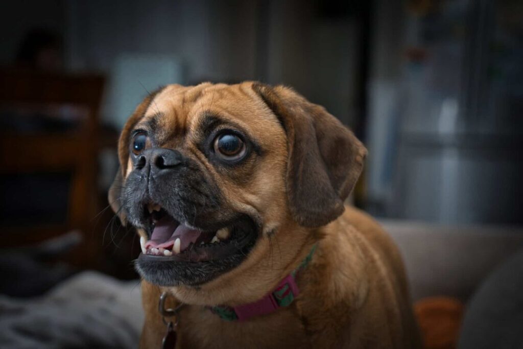 Puggle