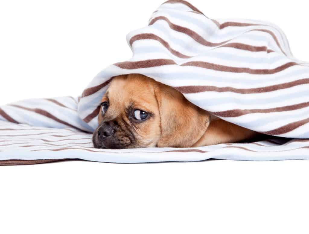 Puggle Puppy Sleeping