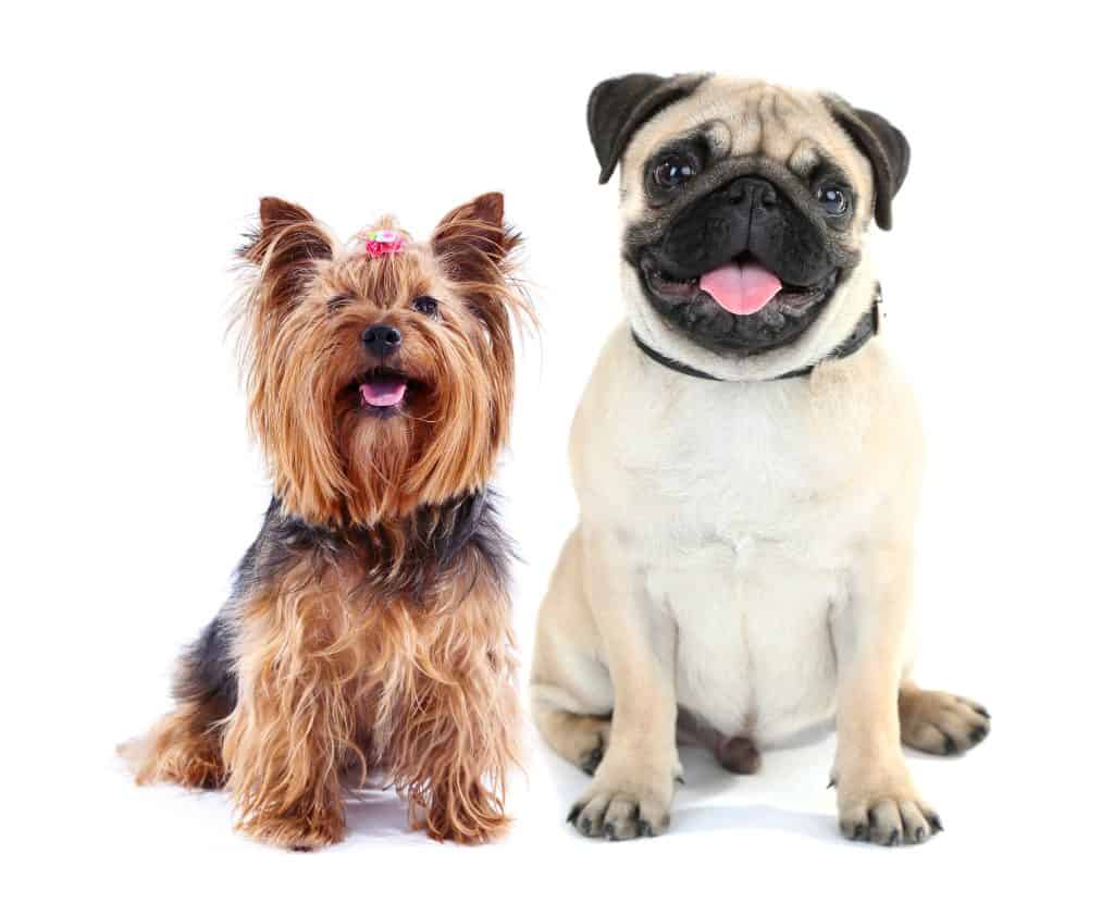 Pugshire