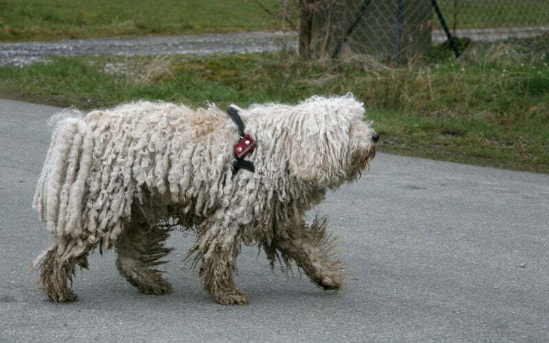 Puli Puppy For Sale