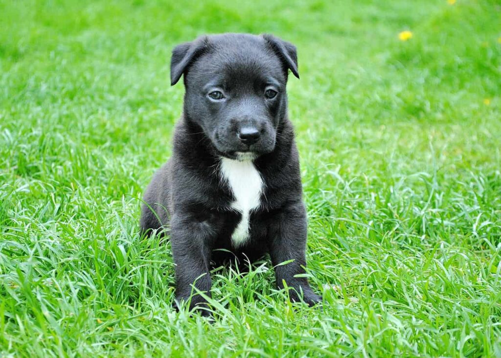 Puppy Outside