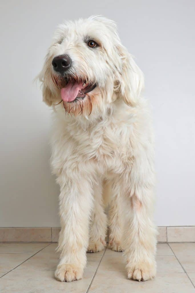 Pyredoodle Puppy For Sale