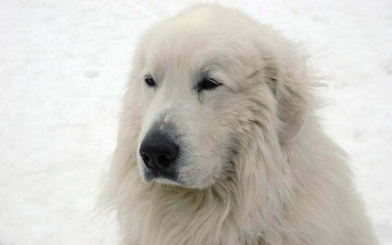 Pyrenean Mastiff Dog Breed