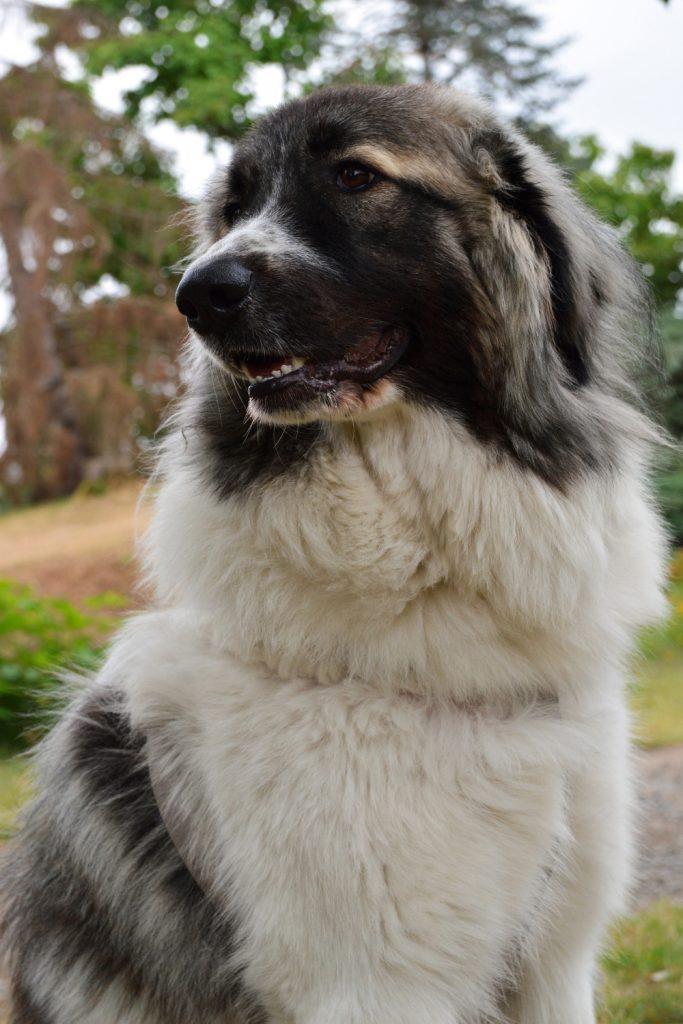 Pyrenean Mastiff Pin