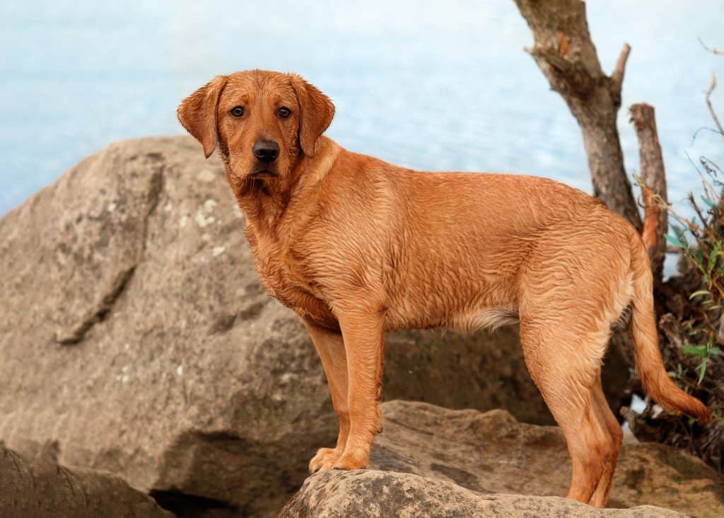 Red Fox Labrador Puppy For Sale