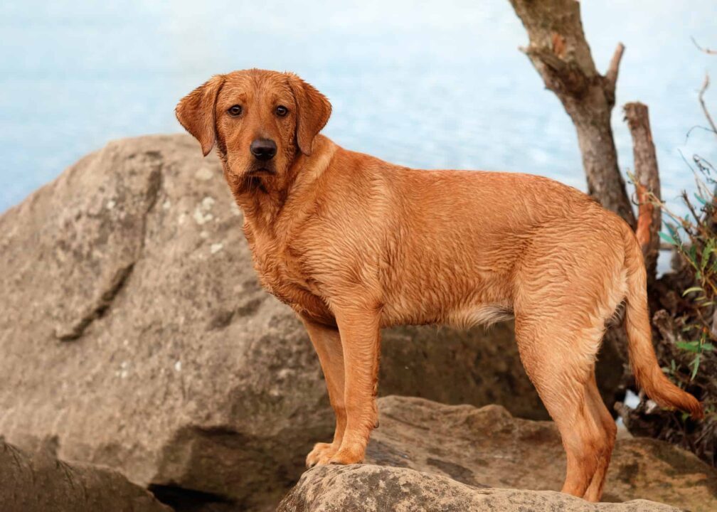 Red Fox Labrador Puppy For Sale