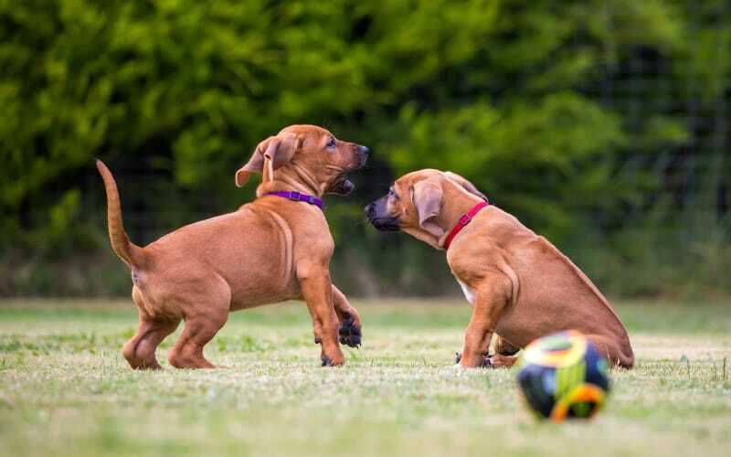 Rhodesian Ridgeback Puppies For Sale