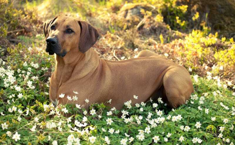 Rhodesian Ridgeback Rescue