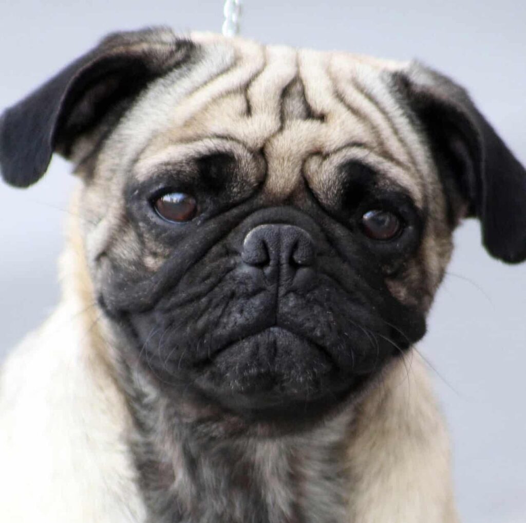 Rose Ear Pug