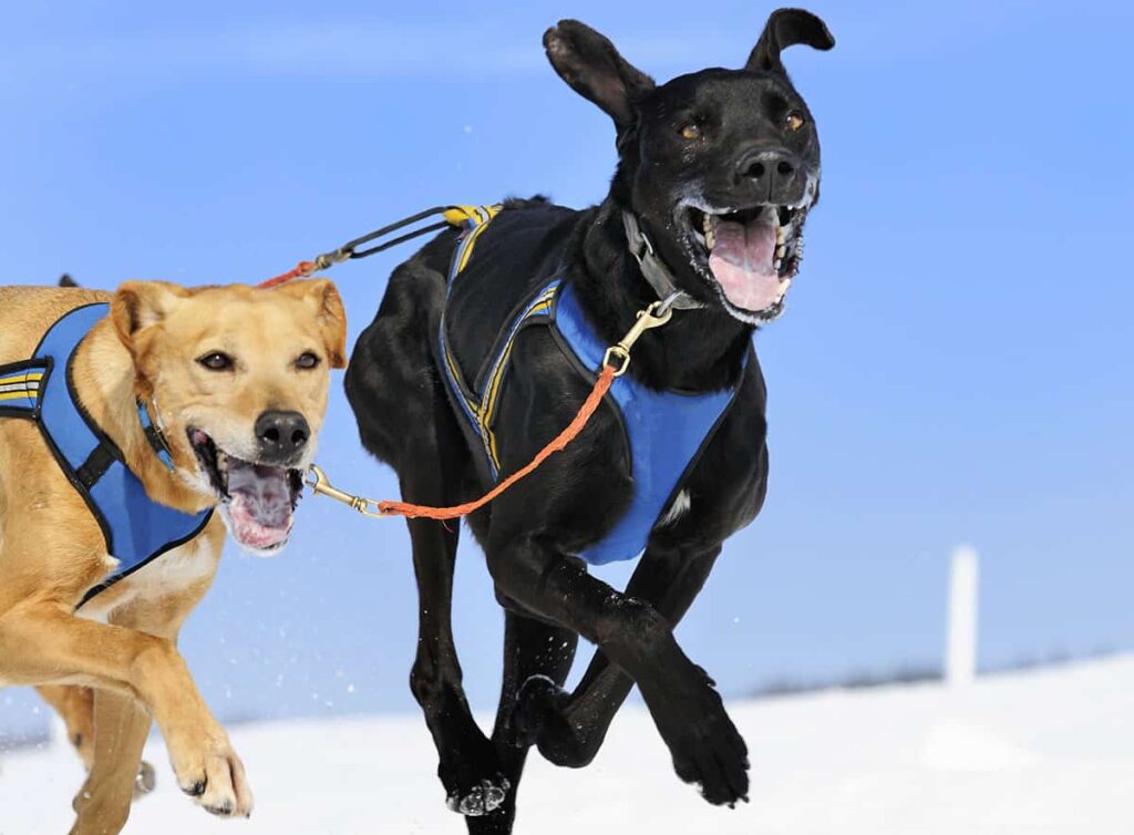 Running Dog Harness
