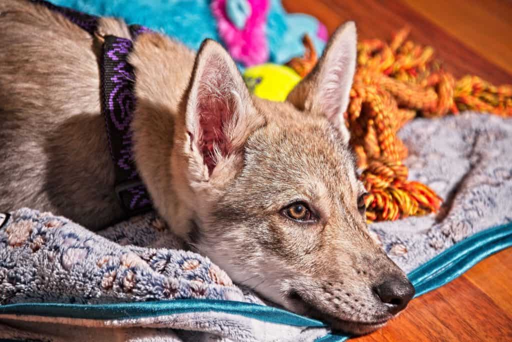 Saarloos Wolfdog Puppy