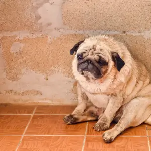 Sad pug