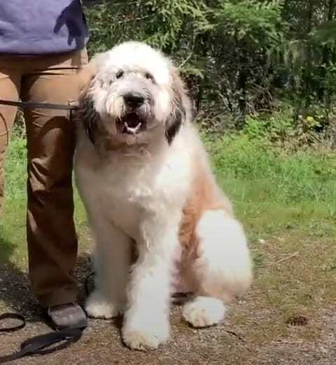 Saint Berdoodle