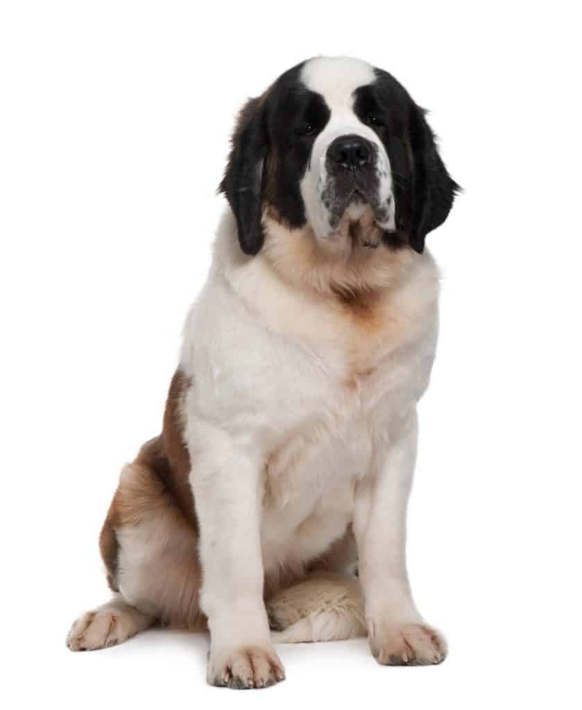 Saint Bernard Puppy