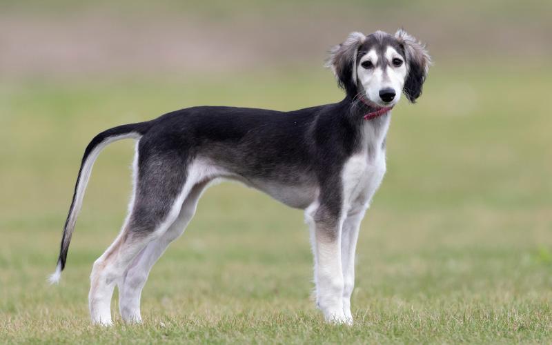 Saluki