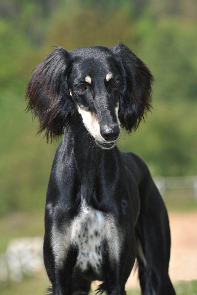 Saluki Rescue