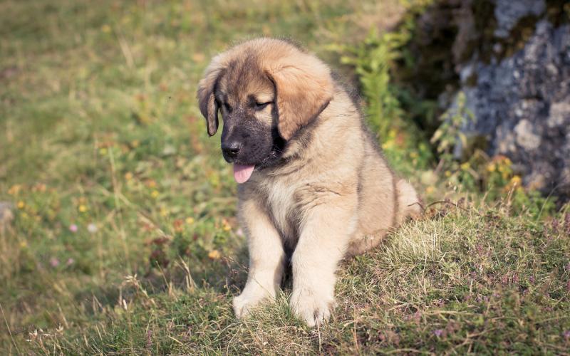 Sarplaninac Puppy