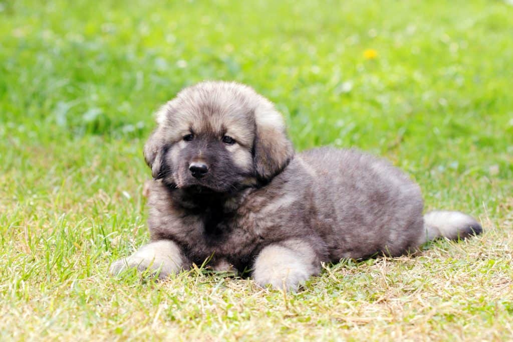 Sarplaninac Puppy