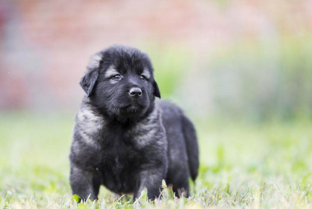 Sarplaninac Puppy For Sale