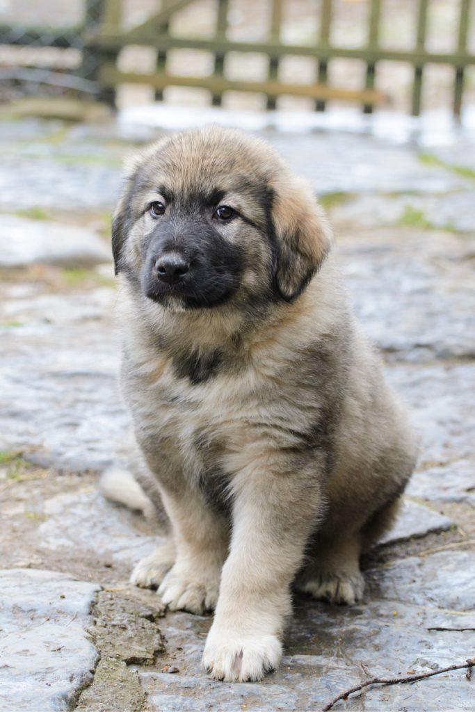 Sarplaninac Puppy Sitting