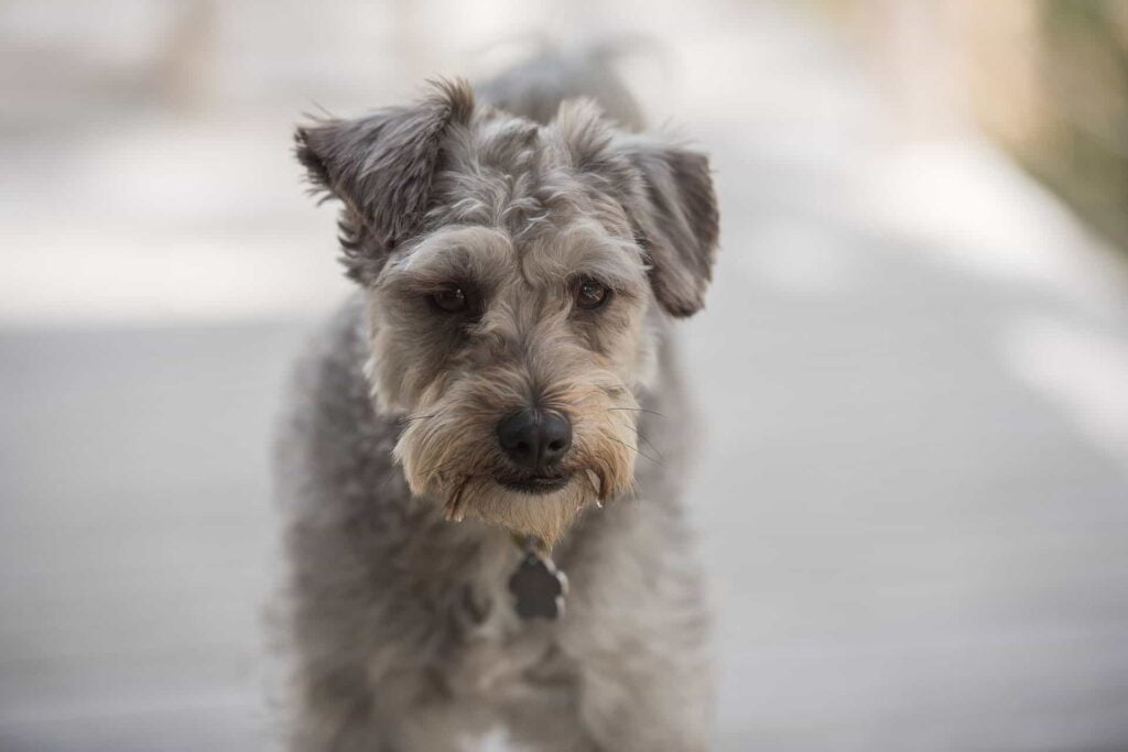 Schnauzer Poodle Mix