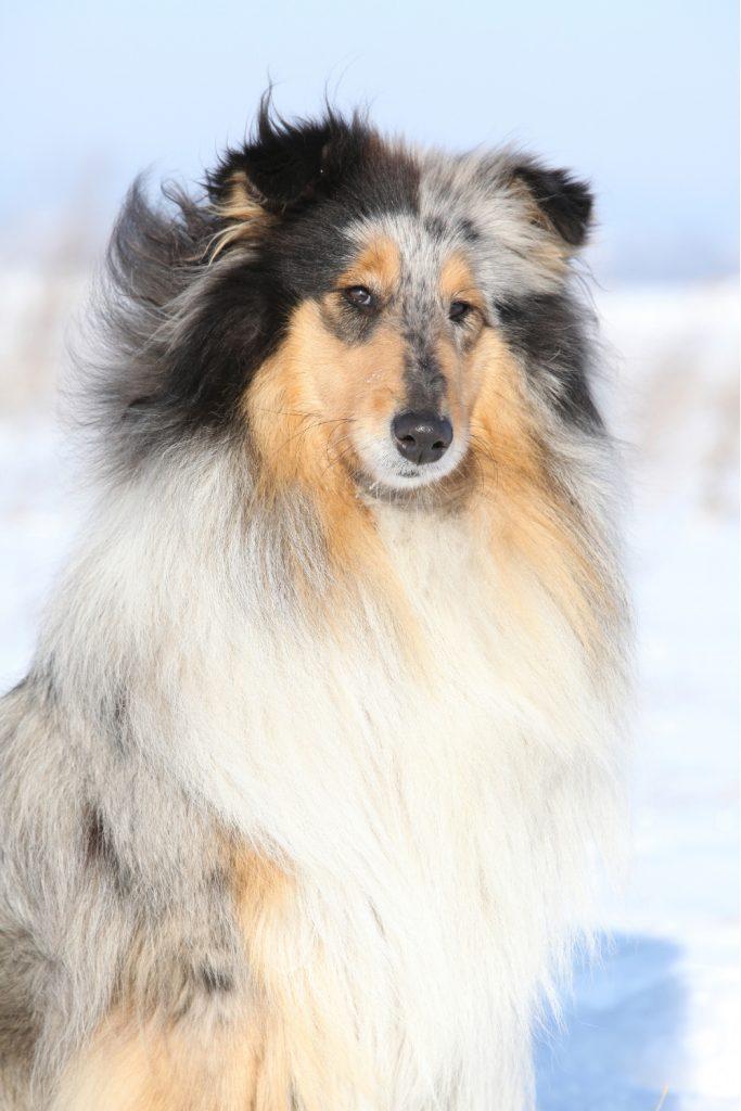 Scotch Collie Adoption