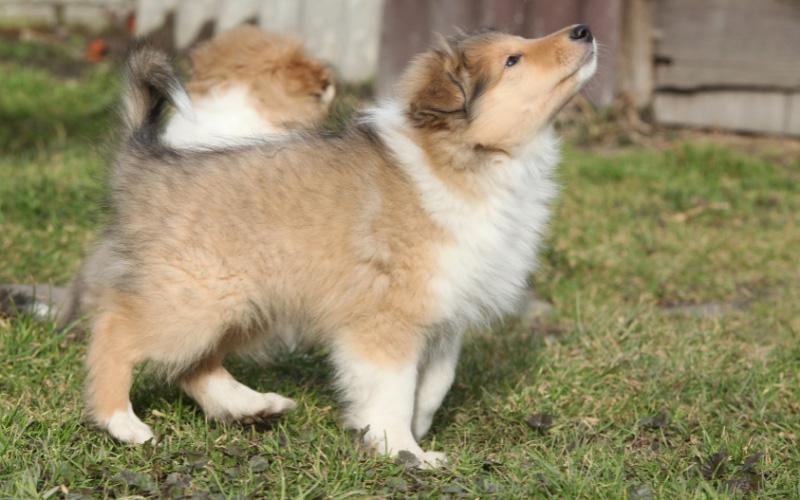 Scotch Collie Puppy For Sale